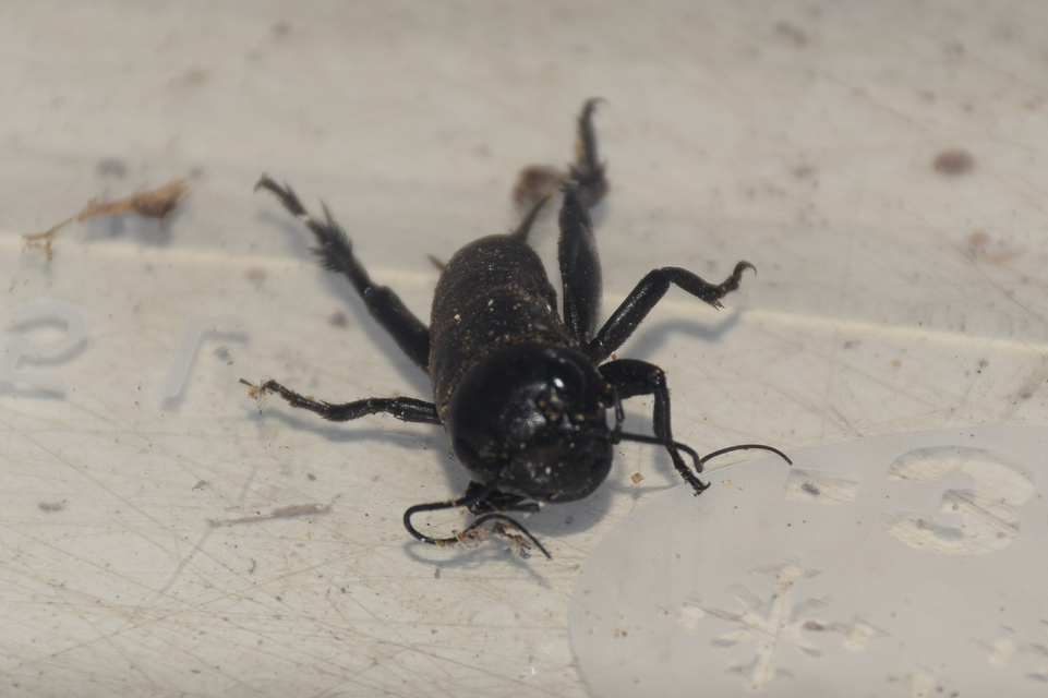 Gryllus campestris - mezei tücsök