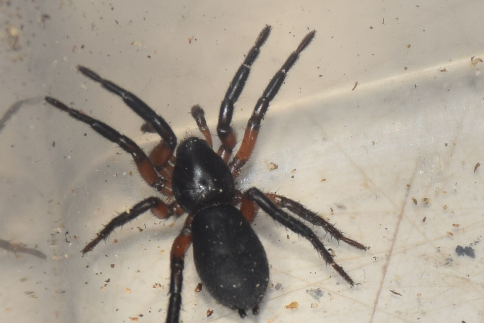 Gnaphosa bicolor