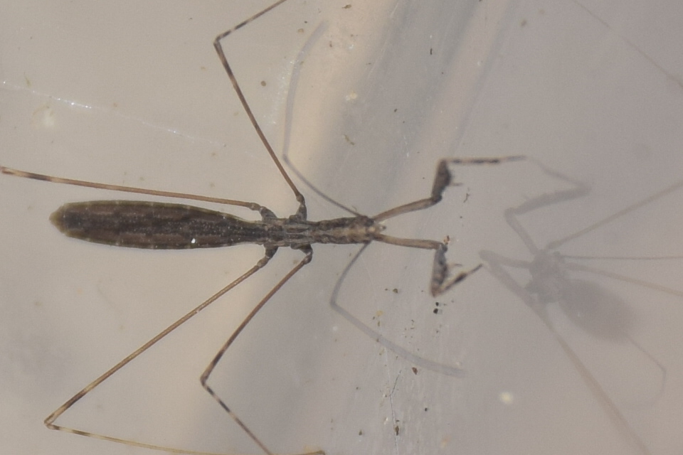 Metapterus caspicus