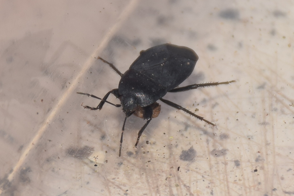 Aellopus atratus - cigánybodobács