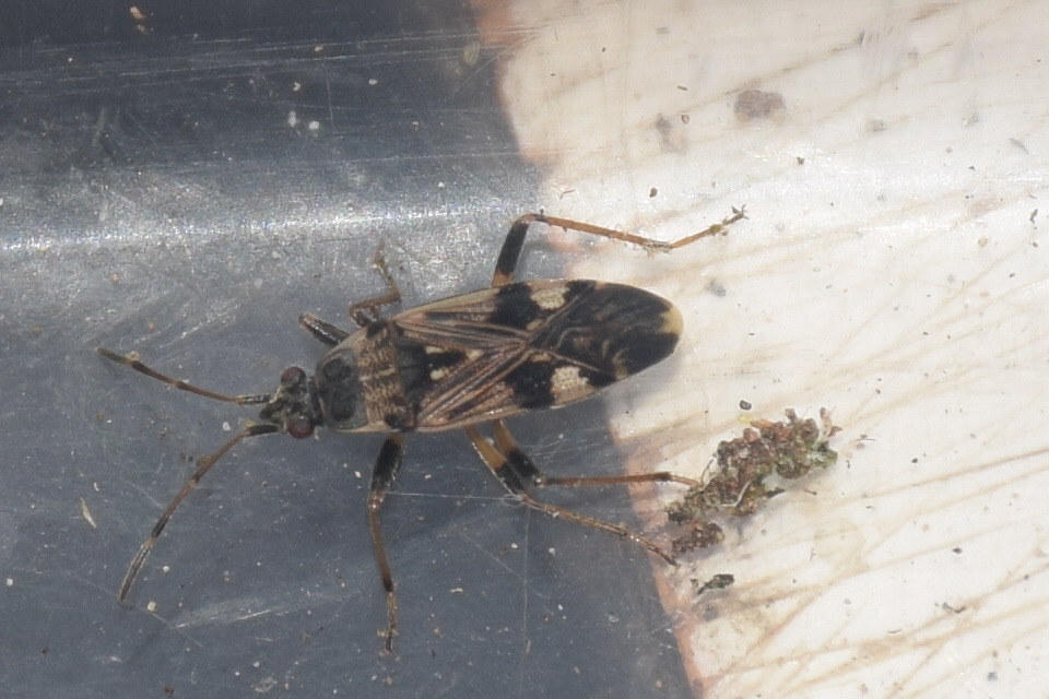Beosus maritimus - homoki bodobács