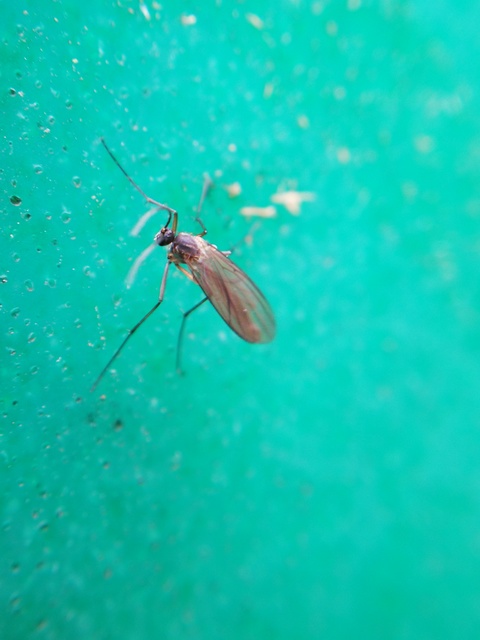 Cecidomyiidae - gubacsszúnyogok