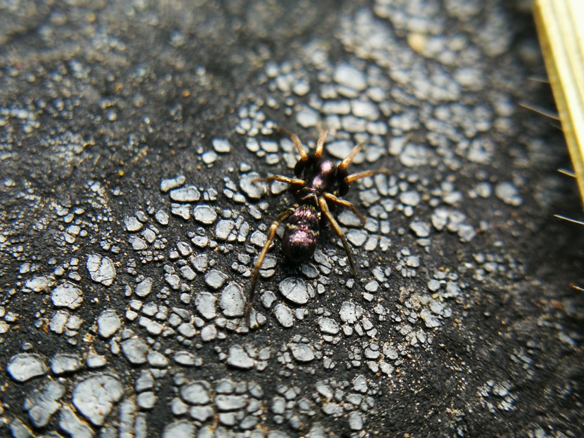 Micaria pulicaria - ékes fémpók