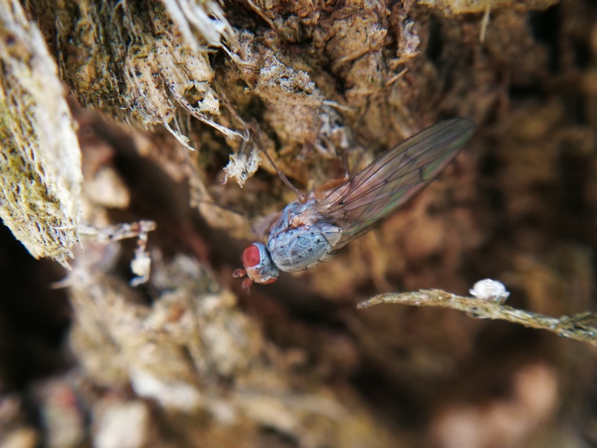 Heleomyzidae - tüskésszárnyú legyek