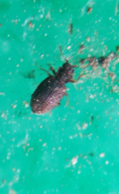 Latridiidae - pudvabogárfélék Latridiidae - pudvabogárfélék