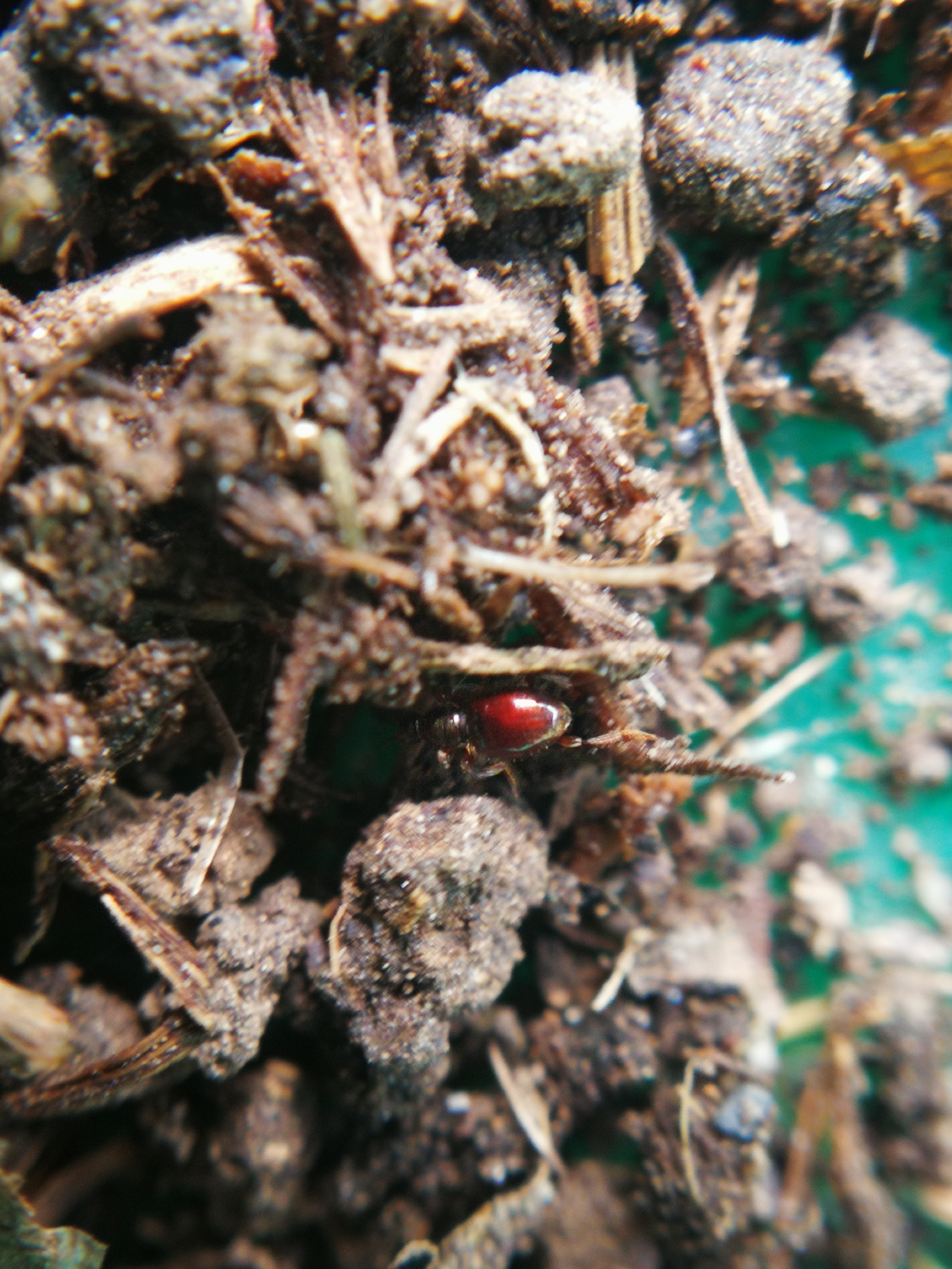 Euconnus rutilipennis