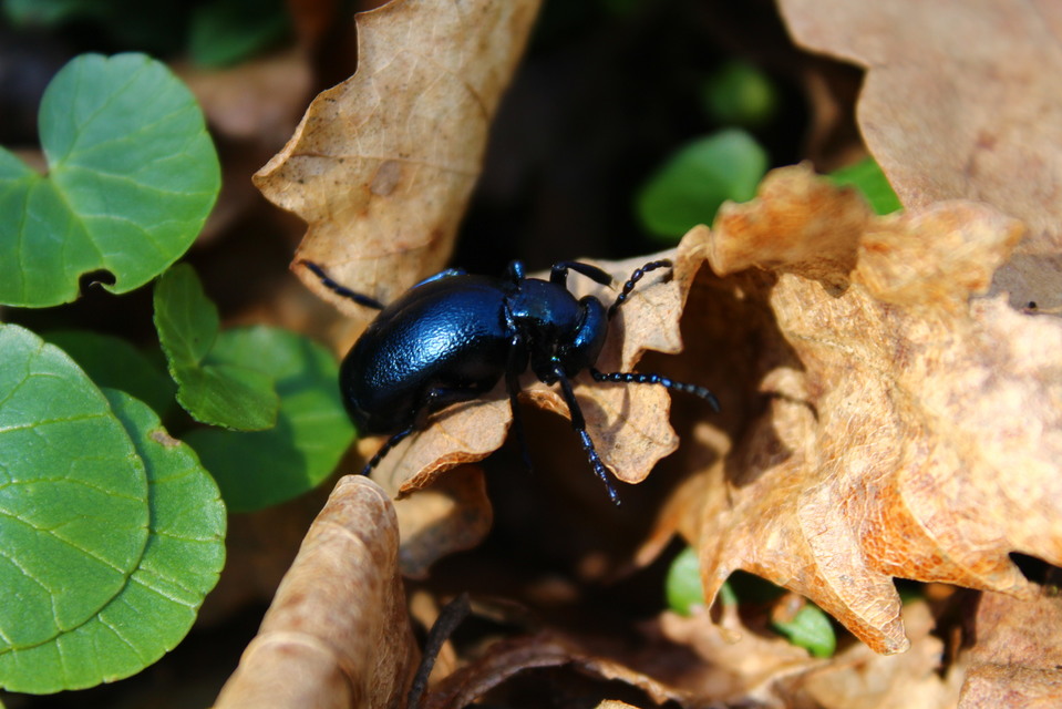 Meloe violaceus - kék nünüke
