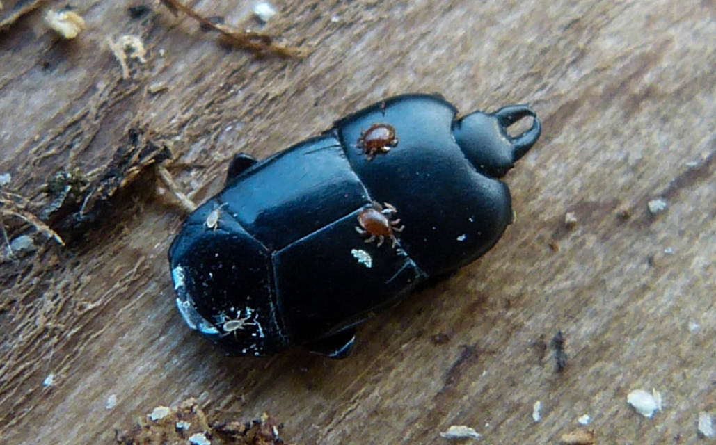 Hololepta plana - lemez-sutabogár