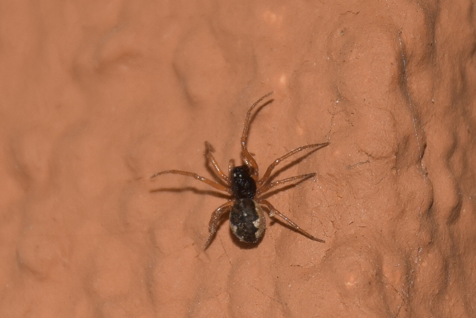 Pachygnatha degeeri