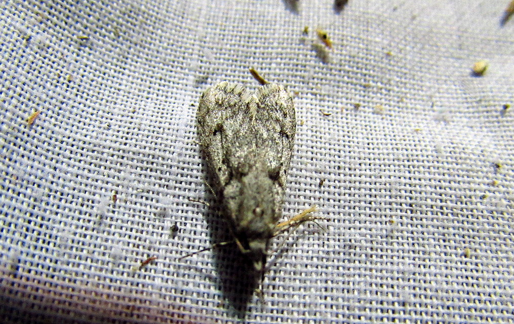 Diurnea fagella - szürke tavaszimoly
