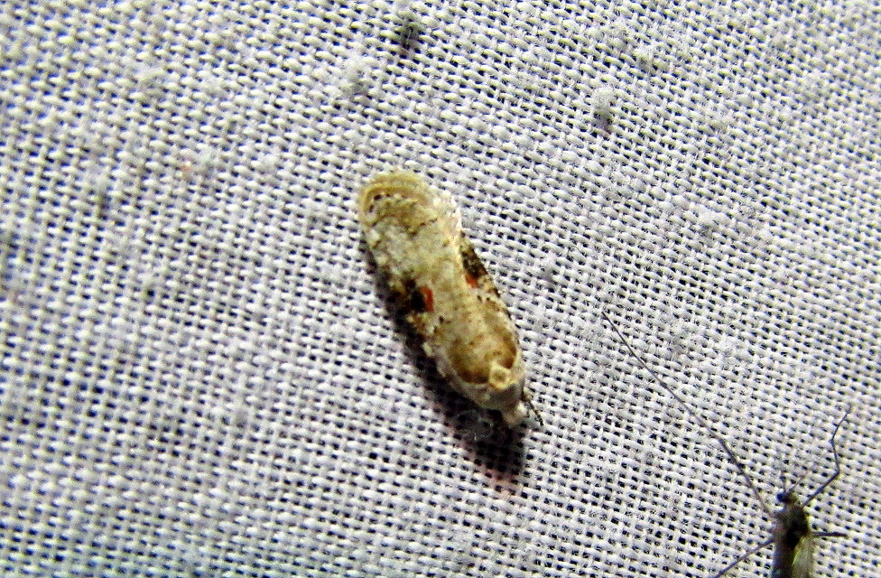 Agonopterix alstromeriana - bürök-laposmoly