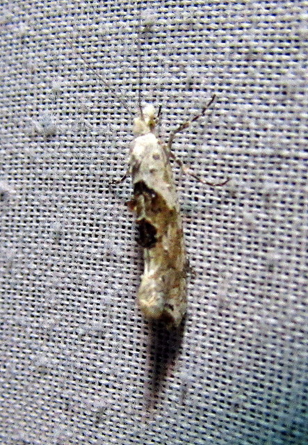 Ypsolopha asperella - levélfonó tarkamoly