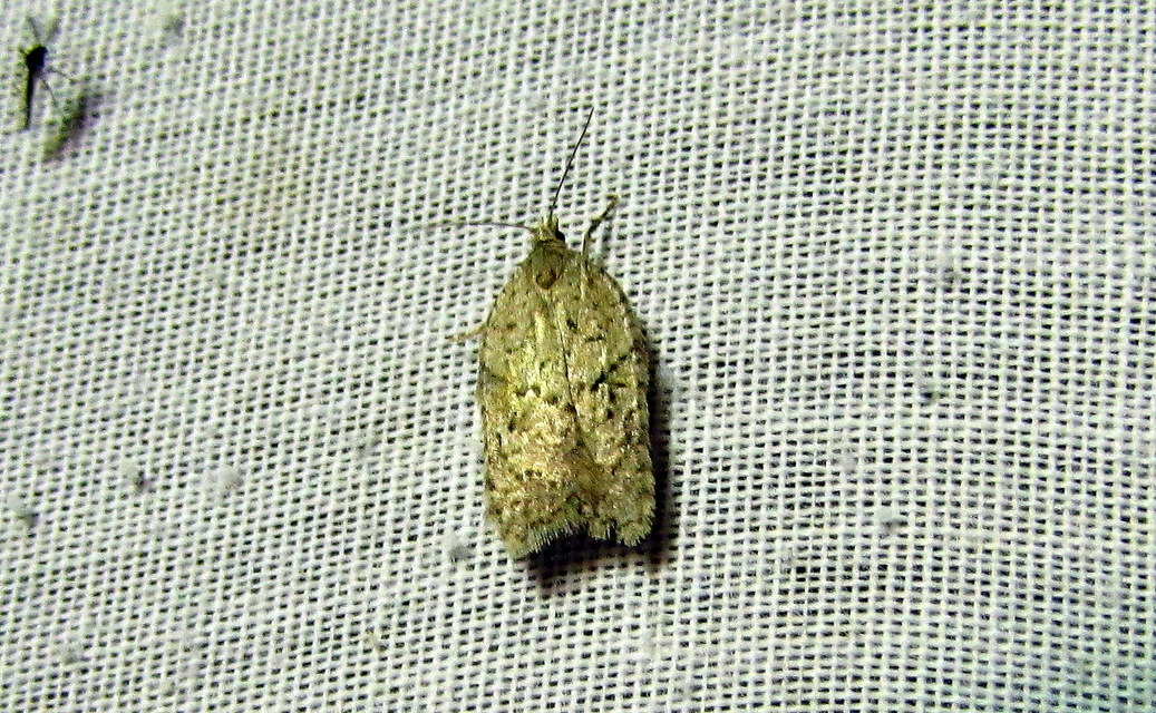Acleris literana - zöldesfehér levélmoly