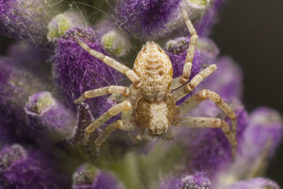 Philodromus