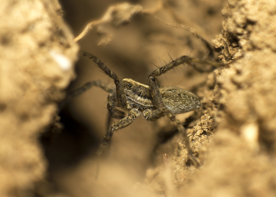 Pardosa
