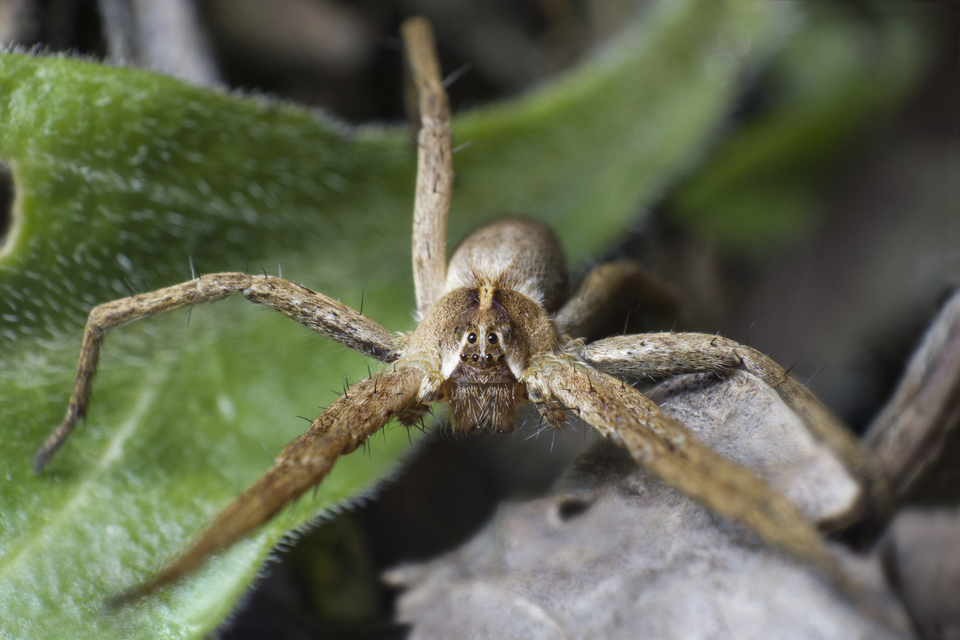 Pisaura mirabilis - csodáspók