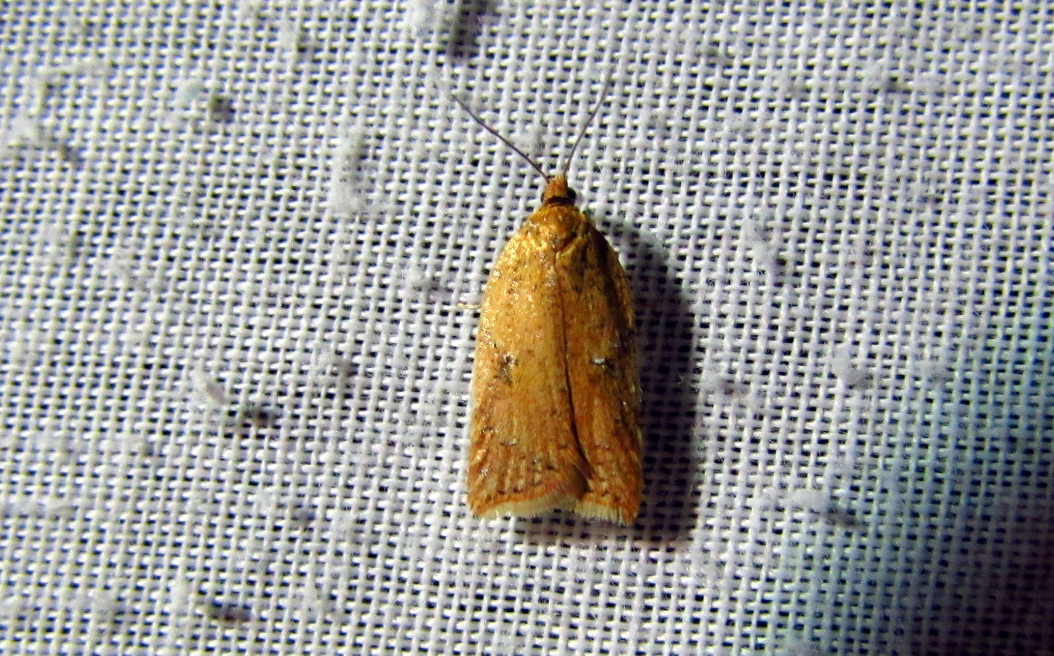 Acleris notana - nyírfa-levélmoly