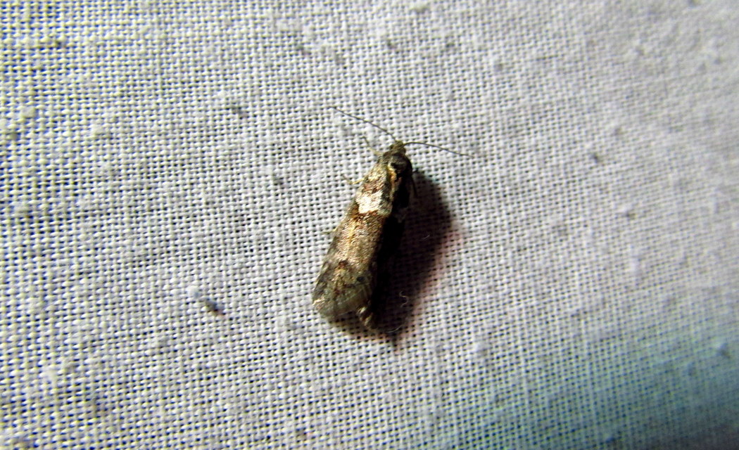Tortricodes alternella - tavaszi sodrómoly