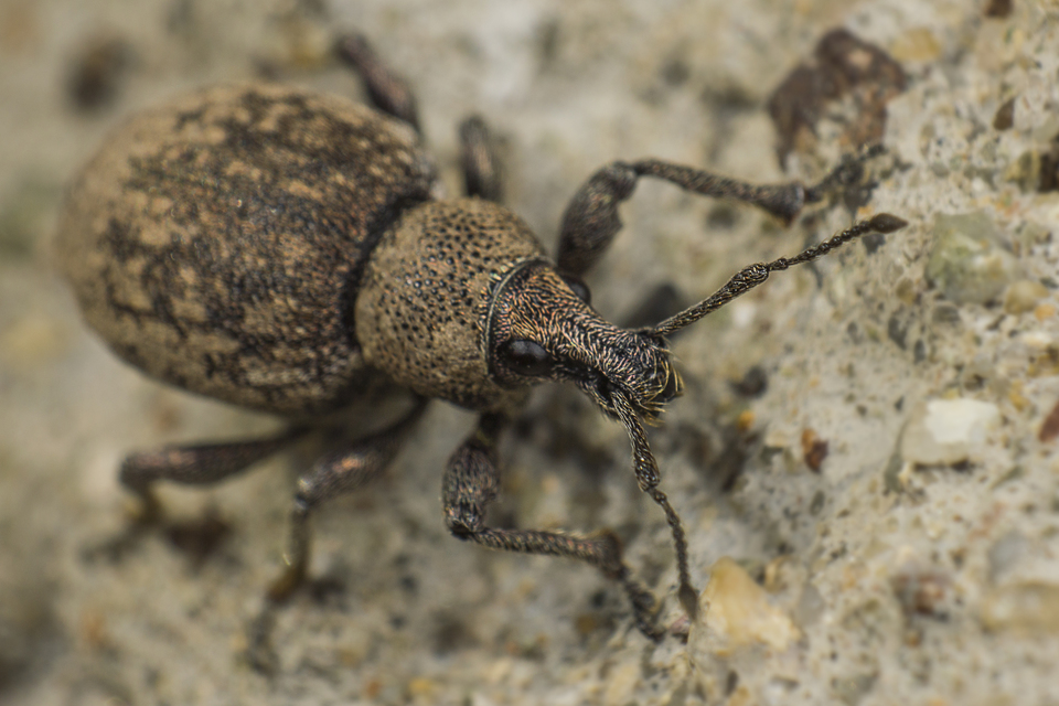 Otiorhynchus ligustici - vincellér-gyalogormányos