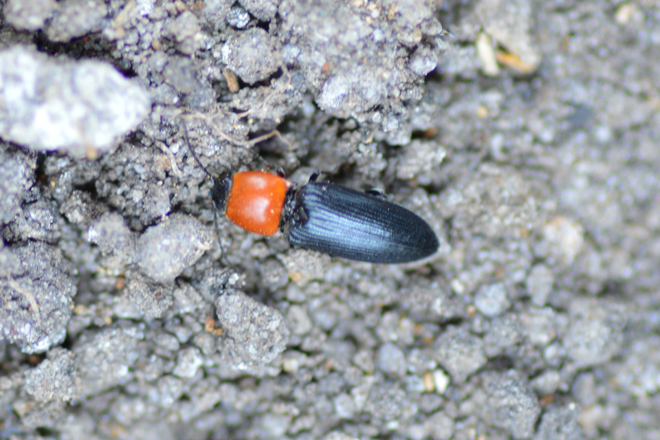 Cardiophorus gramineus - pirosnyakú szívespattanó
