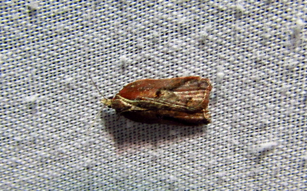 Acleris cristana - pamacsos levélmoly