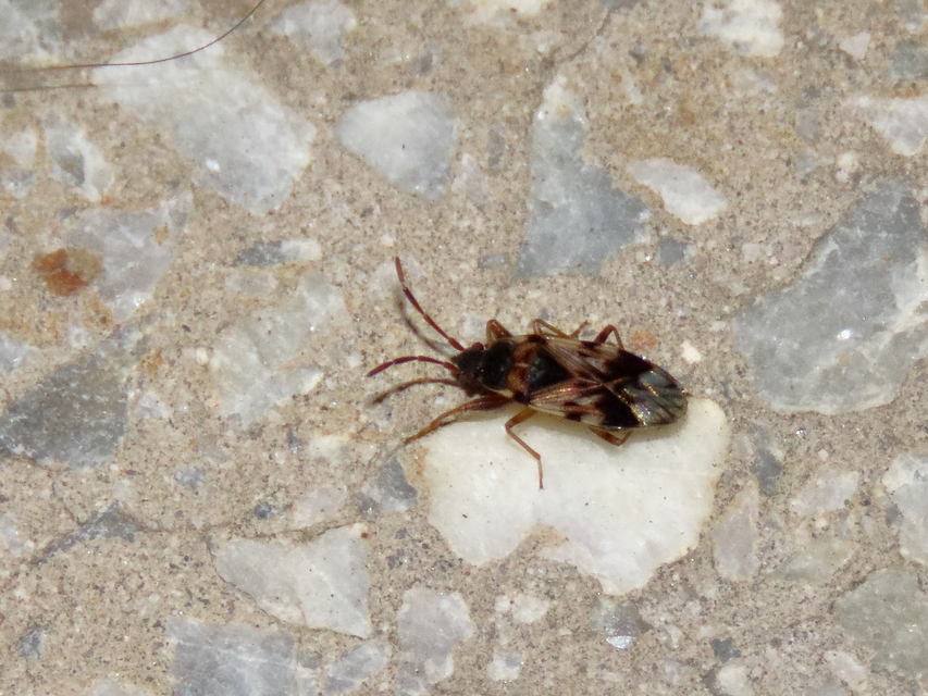 Scolopostethus pictus Scolopostethus pictus