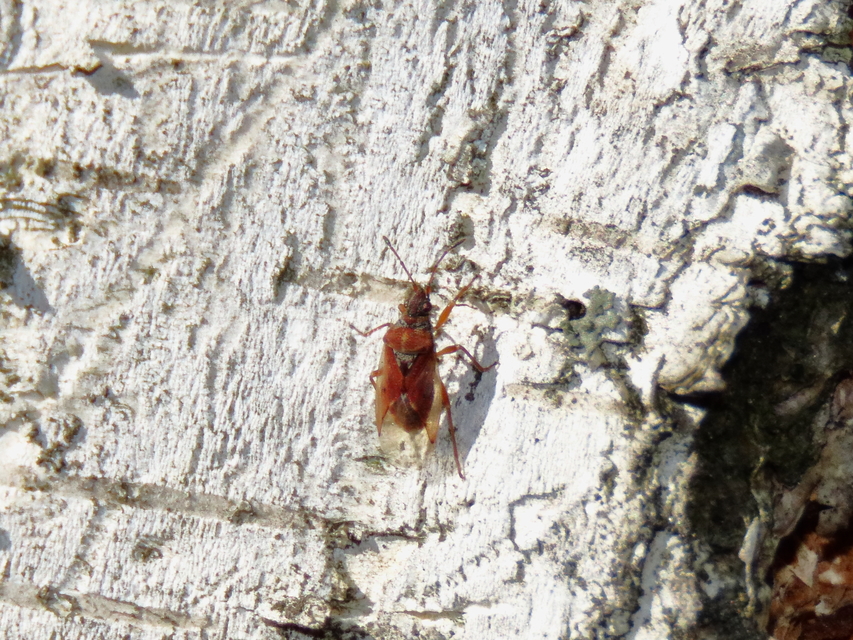 Kleidocerys resedae - nyírbodobács