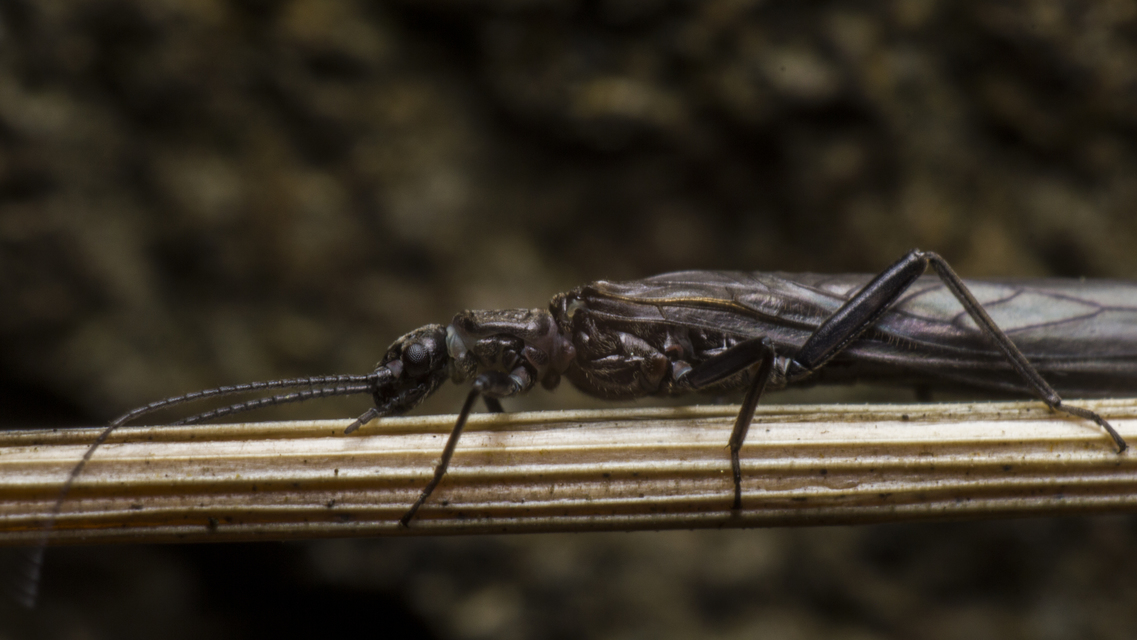 Plecoptera - Álkérészek
