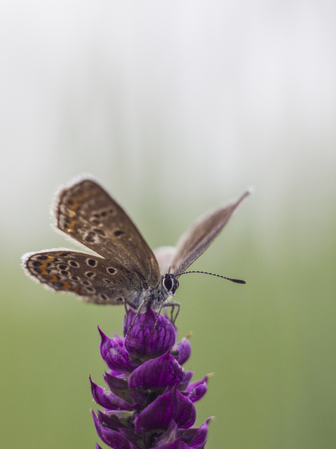 Plebejus argus - ezüstös boglárka Plebejus argus - ezüstös boglárka