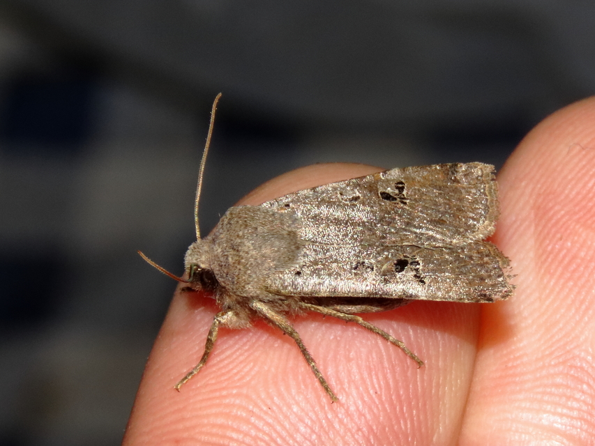 Conistra rubiginosa - szürke télibagoly
