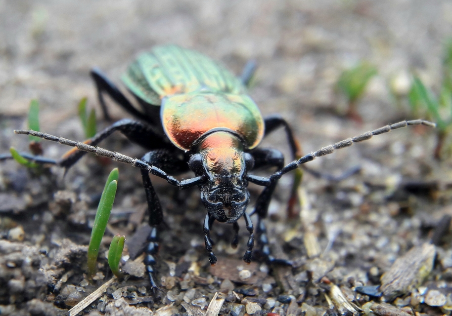 Carabus ulrichii - rezes futrinka