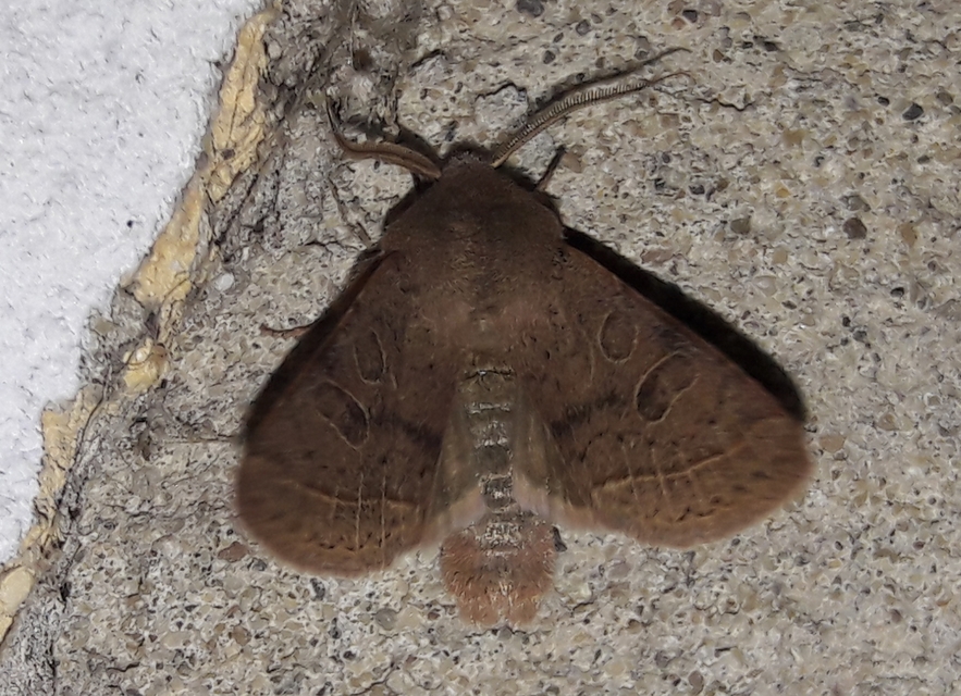 Orthosia cerasi - közepes barkabagoly
