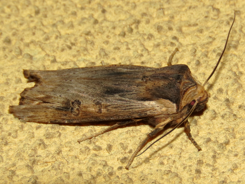 Xylena exsoleta - szürke fabagoly