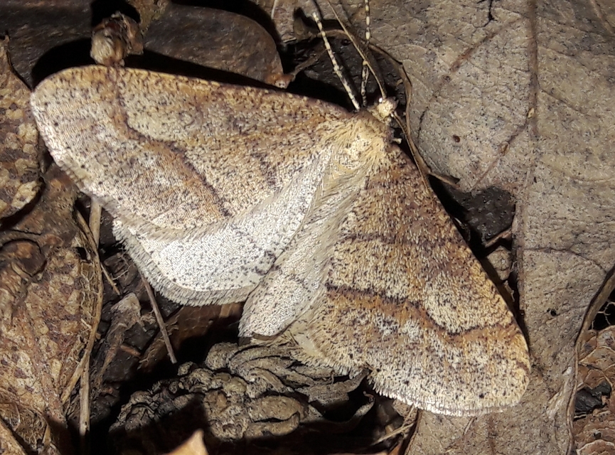 Agriopis marginaria - sárgás téliaraszoló
