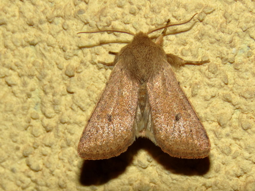 Orthosia cruda - kis barkabagoly