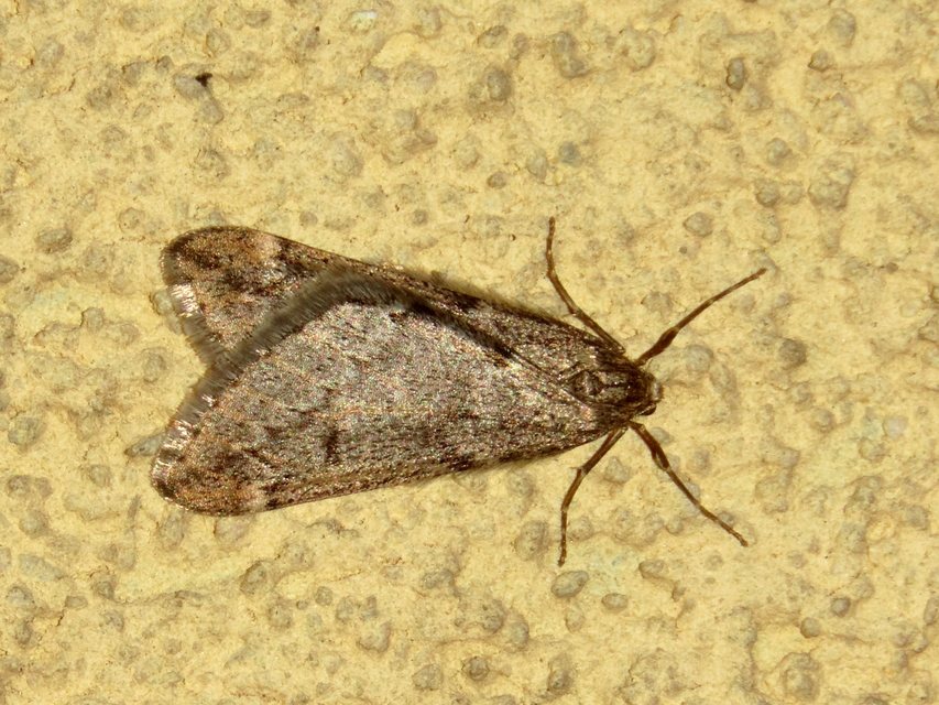 Alsophila aescularia - vadgesztenye-araszoló