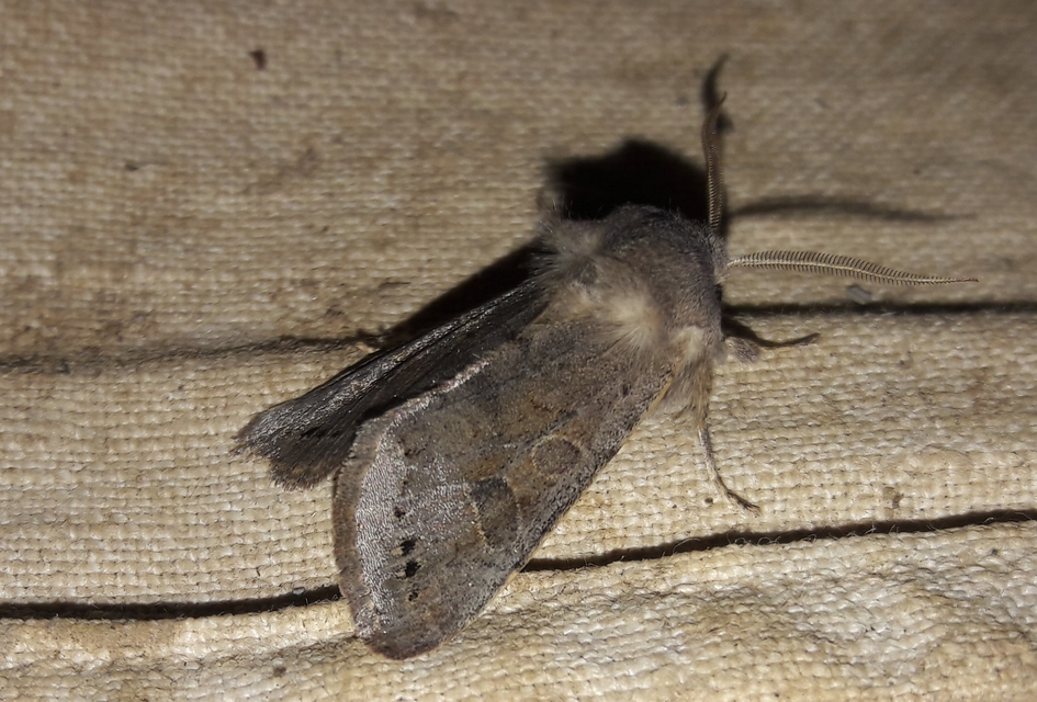 Orthosia populeti - nyárfa-barkabagoly