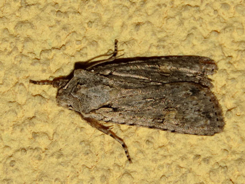 Lithophane ornitopus - közönséges fabagoly