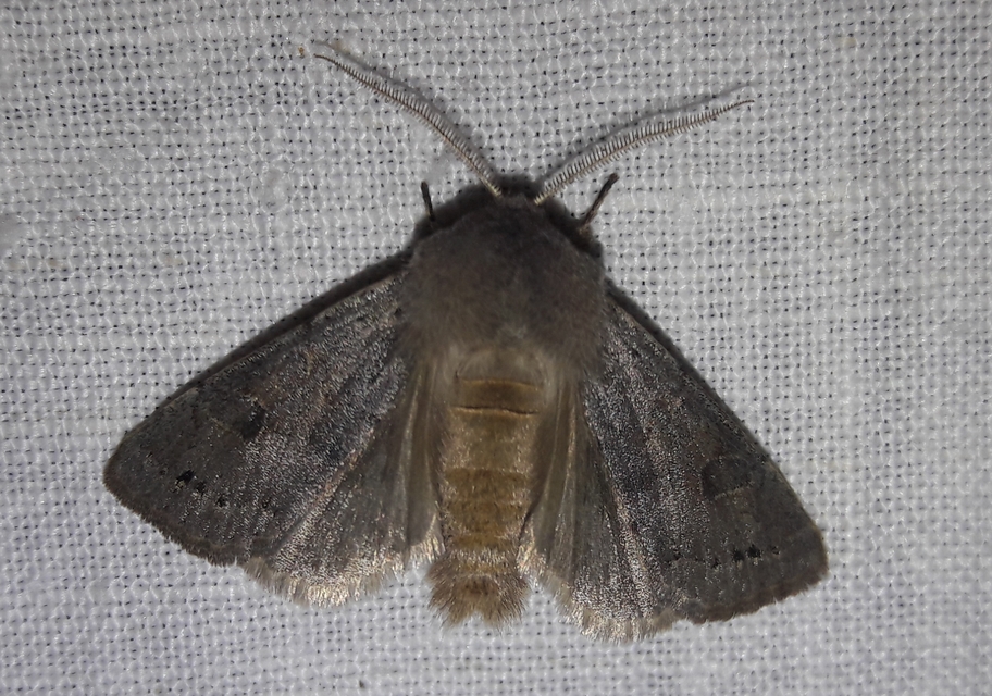 Orthosia populeti - nyárfa-barkabagoly