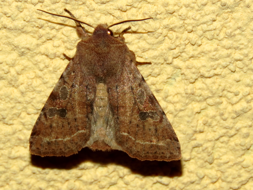 Orthosia incerta - változékony barkabagoly