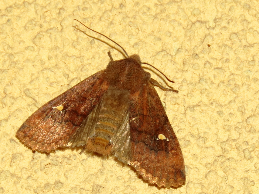 Eupsilia transversa - holdacskás télibagoly