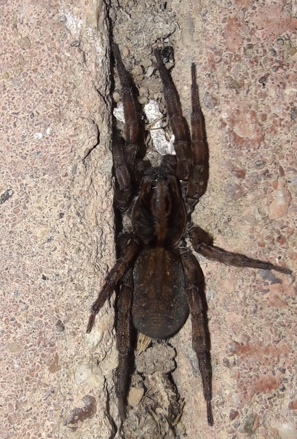 Trochosa spinipalpis