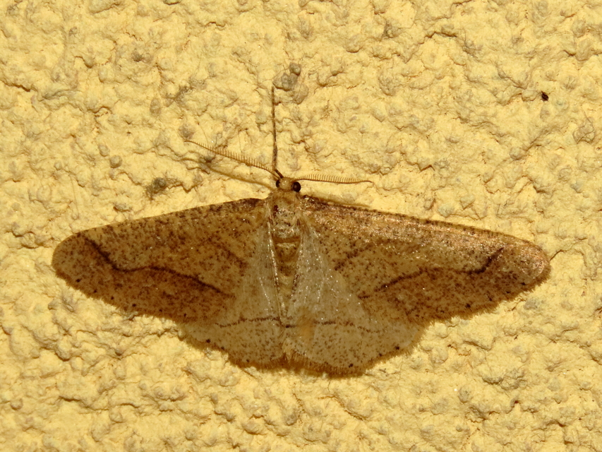 Agriopis marginaria - sárgás téliaraszoló