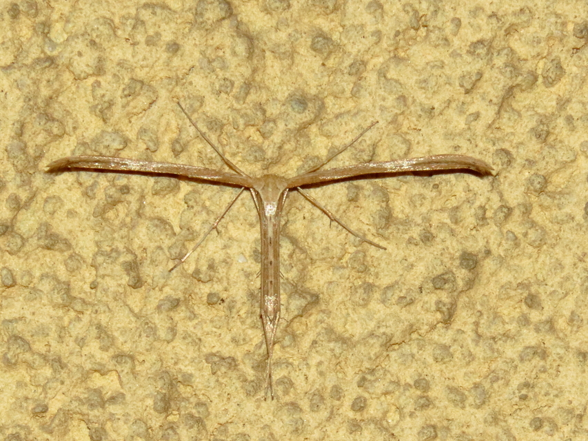 Emmelina monodactyla/argoteles