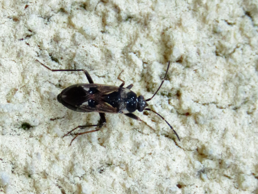 Rhyparochromus vulgaris - közönséges díszesbodobács