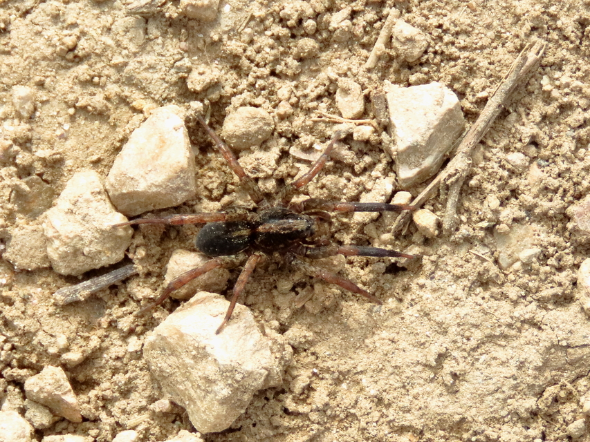 Trochosa