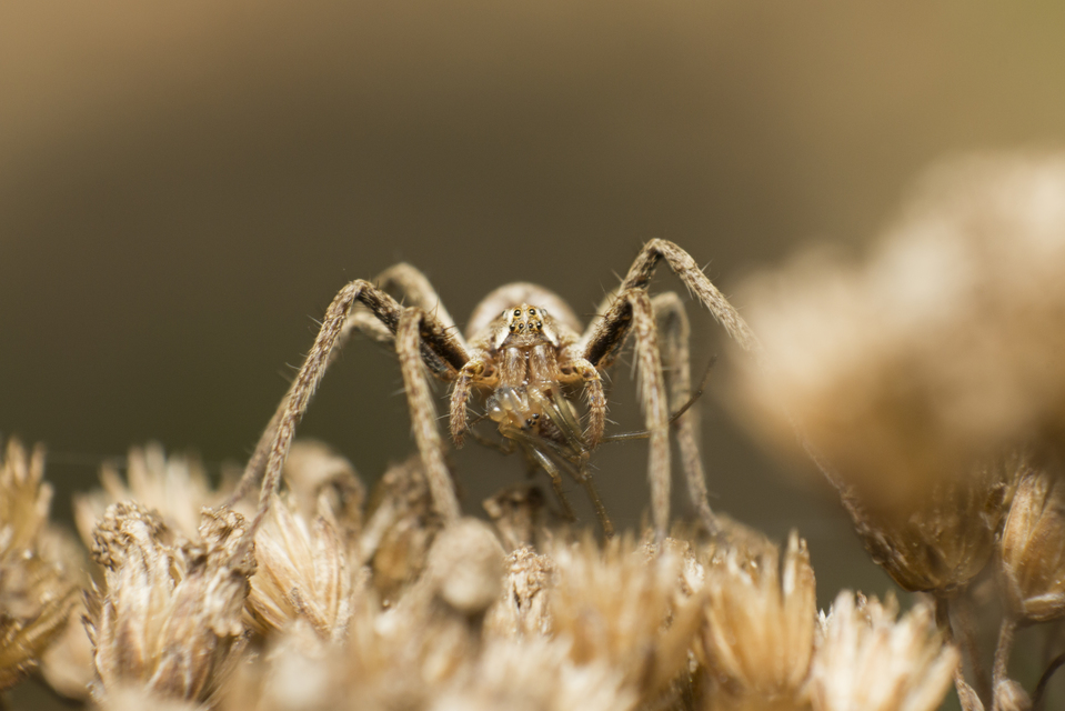 Pisaura mirabilis - csodáspók
