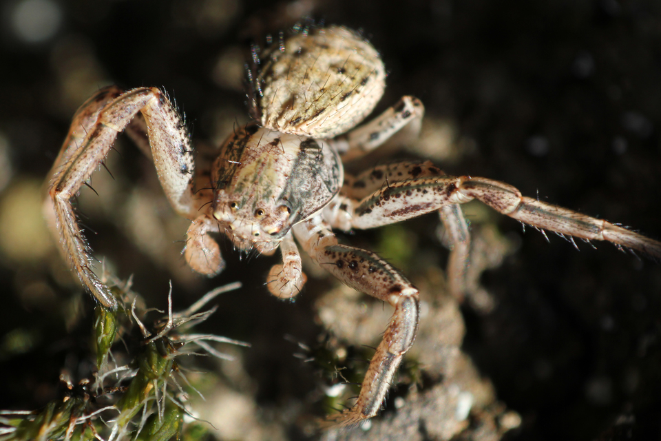 Xysticus Xysticus