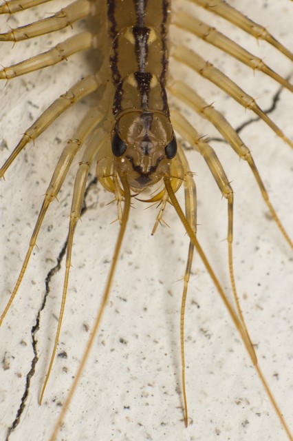 Scutigera coleoptrata - légyölő pókszázlábú