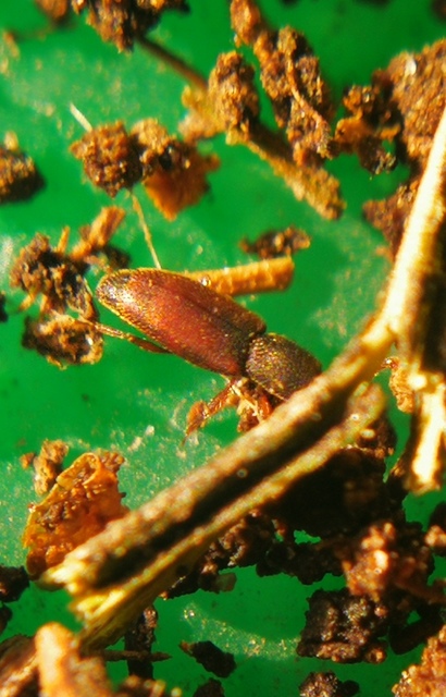 Monotomidae - törekbogárfélék